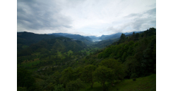 Как погода в Колумбии влияет на кофейную индустрию