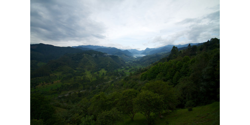 Как погода в Колумбии влияет на кофейную индустрию