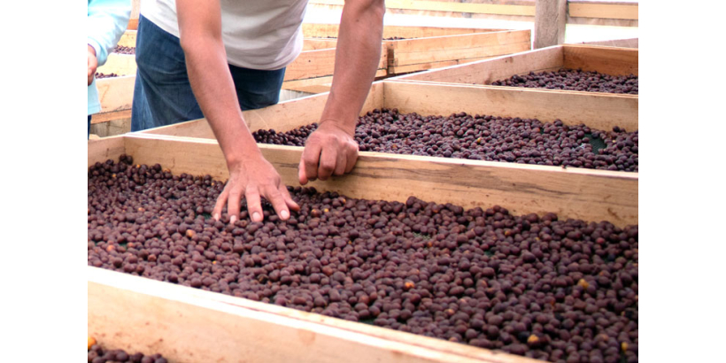 Кофе из Перу: спешелти, который набирает популярность