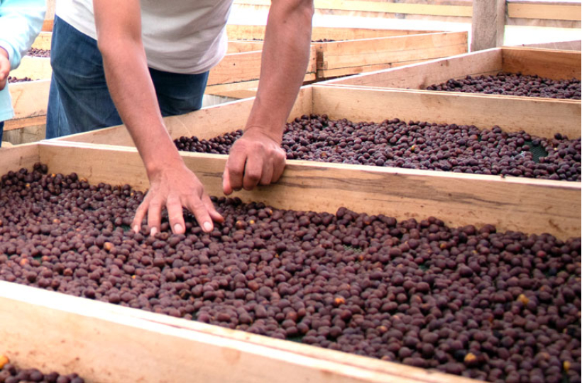 Кофе из Перу: спешелти, который набирает популярность