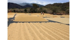 Драй-милл — этап сухой обработки кофе