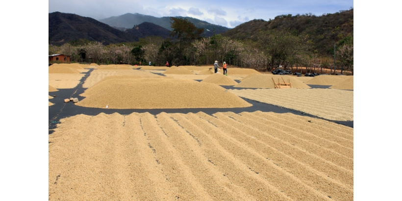 Драй-милл — этап сухой обработки кофе