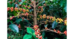 Особенности разновидности кофейных деревьев вуш-вуш