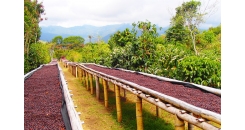 Индустрия кофе в Панаме: история, настоящее и будущее