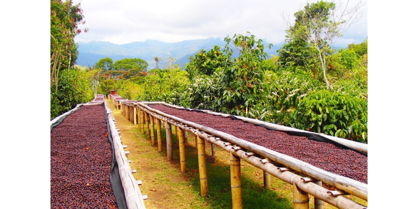Индустрия кофе в Панаме: история, настоящее и будущее