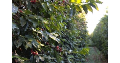 Интересные факты о ботанике кофейных деревьев