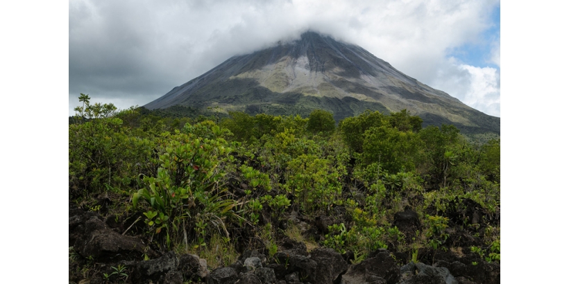 Выращивание кофе на склонах действующих вулканов