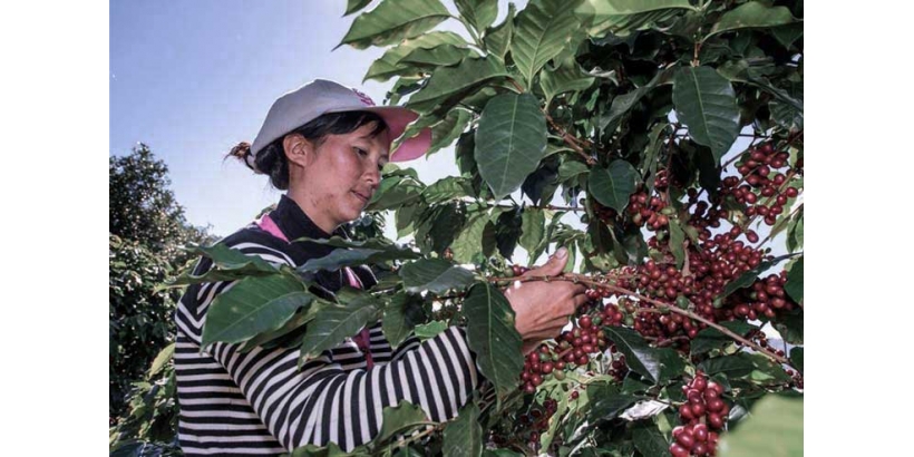 Индустрия кофе в Китае