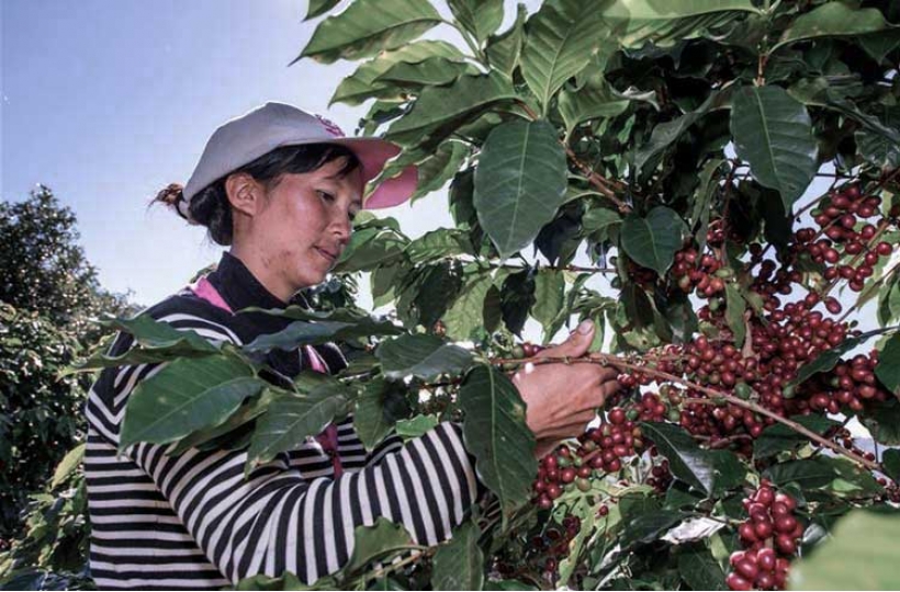 Индустрия кофе в Китае