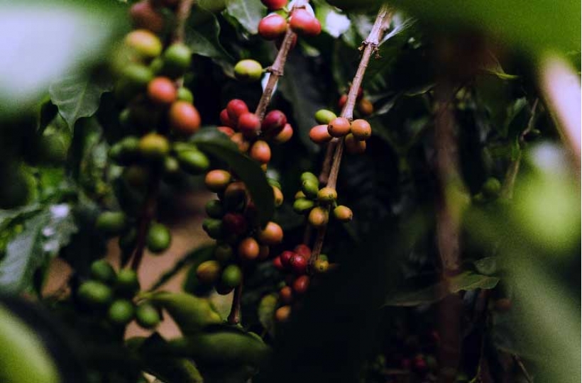 Выбор разновидностей кофейных деревьев для фермы