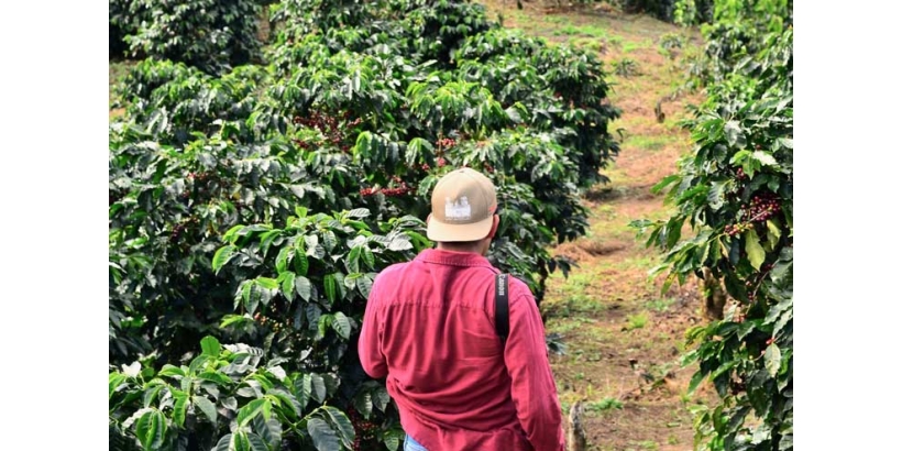 Устойчивое развитие в кофейной индустрии