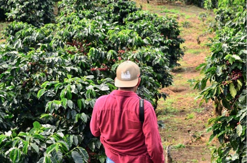 Устойчивое развитие в кофейной индустрии