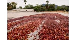 Кофе из Мексики: регионы, сорта, оттенки вкуса