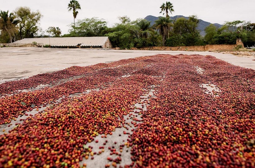 Кофе из Мексики: регионы, сорта, оттенки вкуса
