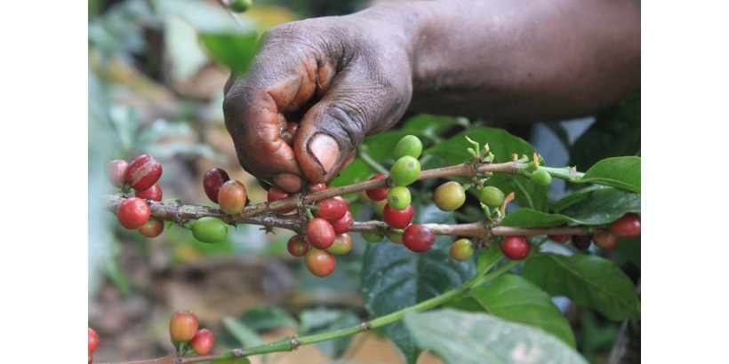 Методы сбора урожая кофе