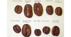 Разновидности кофе: Типика, Бурбон и три производные из Бразилии
