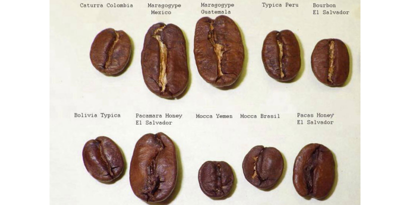 Разновидности кофе: Типика, Бурбон и три производные из Бразилии