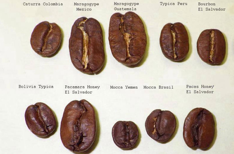 Разновидности кофе: Типика, Бурбон и три производные из Бразилии