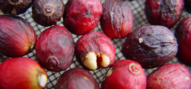 Кофе в Перу