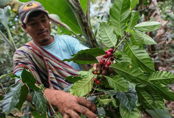 Экологичный стакан Tatte из кофейного жмыха с маркировкой Trace to Farmer