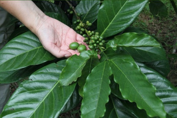 листья и ягоды кофе сорта либерика